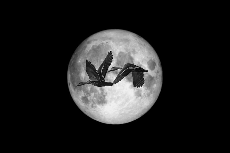 Moonlit Dinners