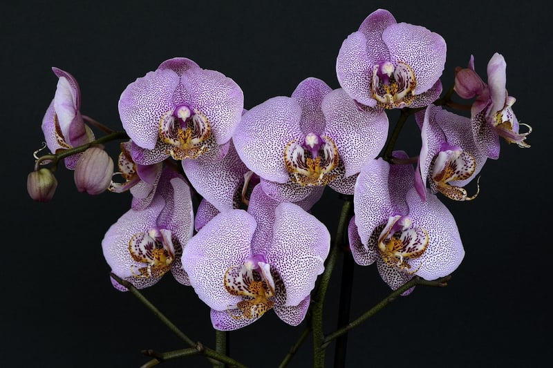 Orchids